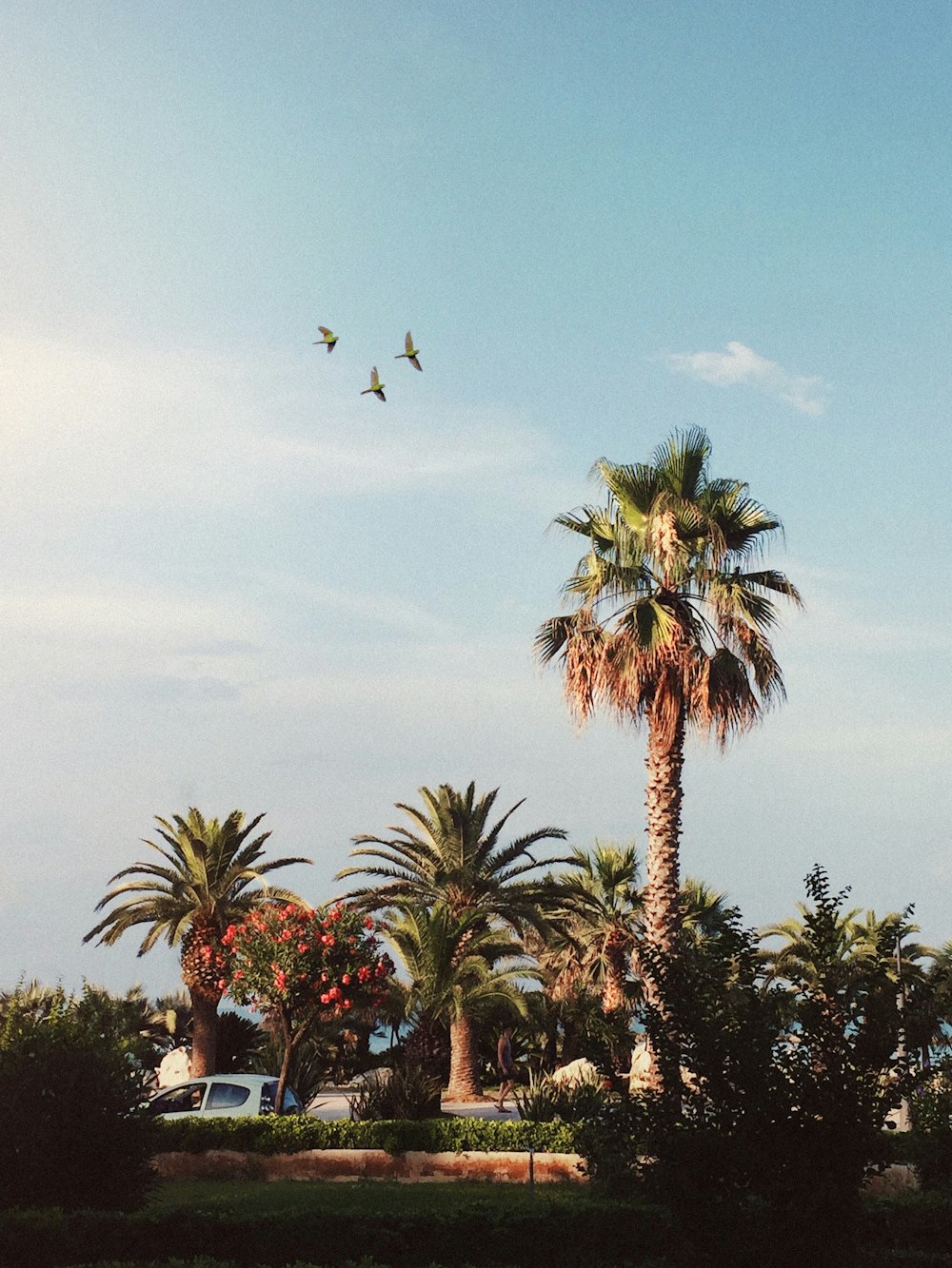 palm trees under clear blue ksy