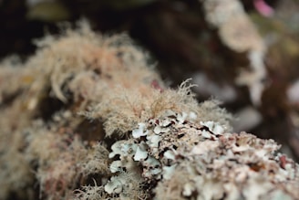 An intricate display of lichen and moss with various textures and colors, including pale greens, browns, and off-whites. The organic pattern creates a sense of natural complexity and resilience, suggesting an untouched natural environment.