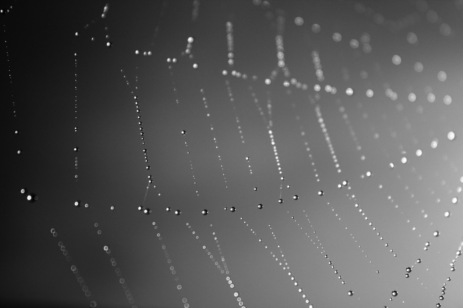 An artistic black and white macro shot of a delicate spider web sparkling with tiny droplets against a blurred natural background.