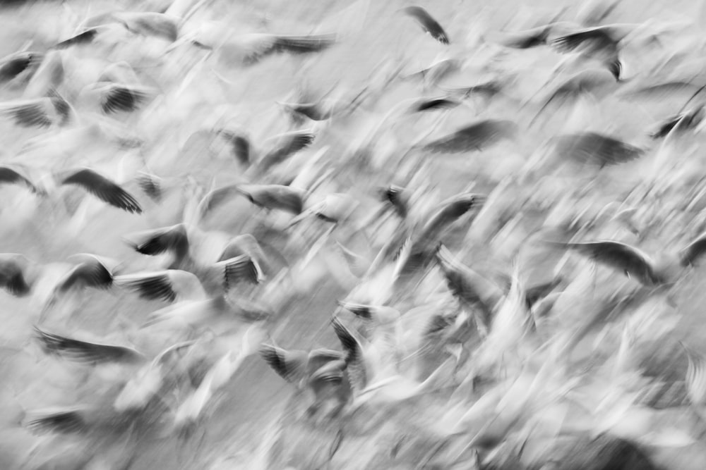 a flock of birds flying through the air