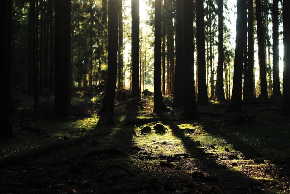 the sun is shining through the trees in the forest