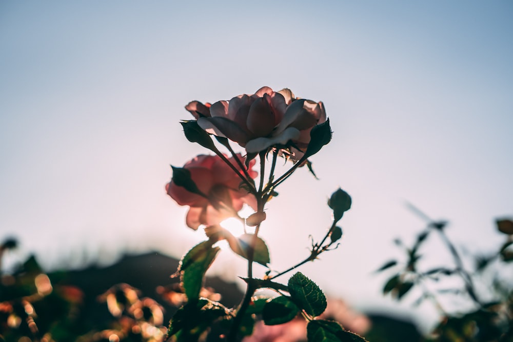 pink rose blooming at golden hour