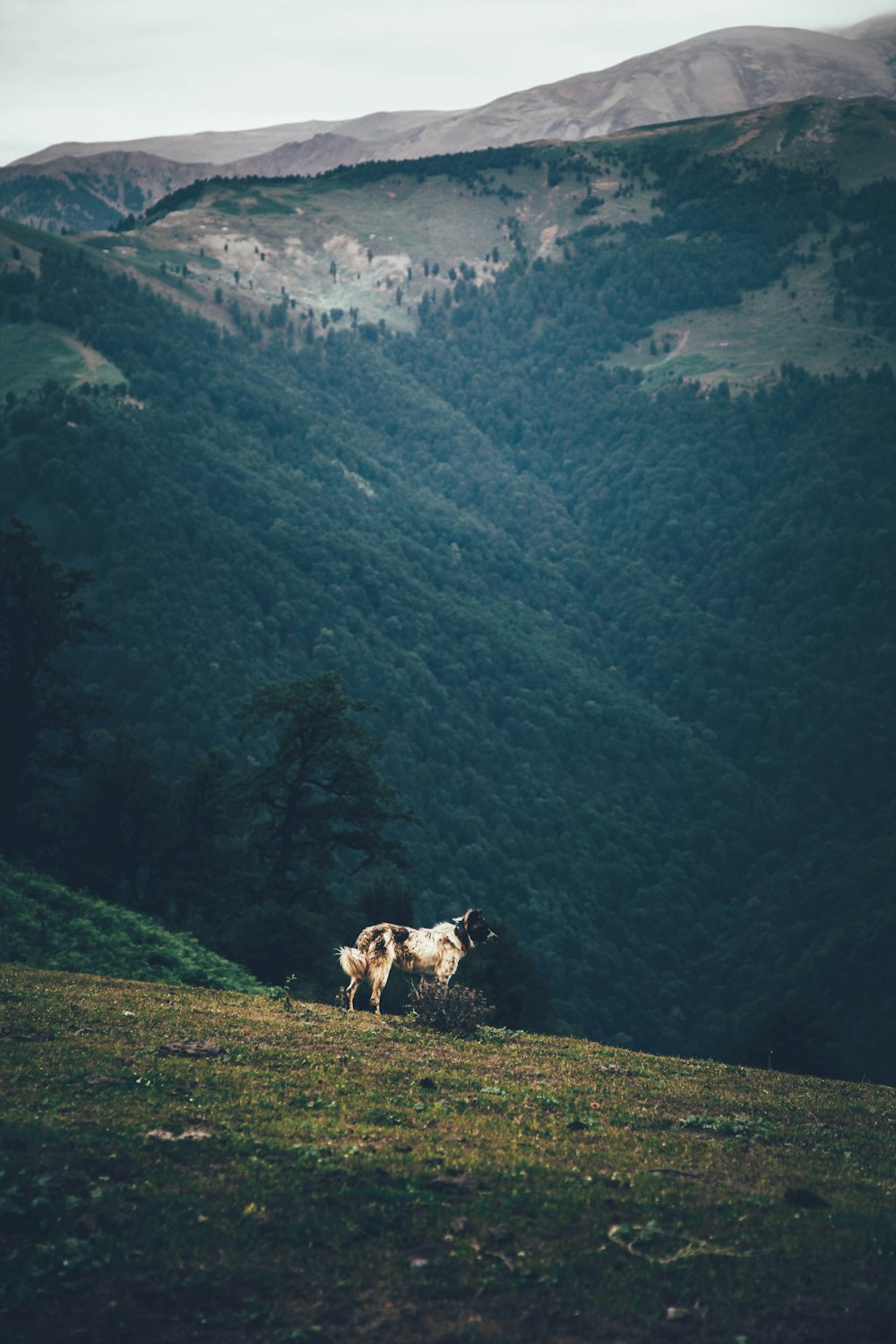 white and black dog on top of hill