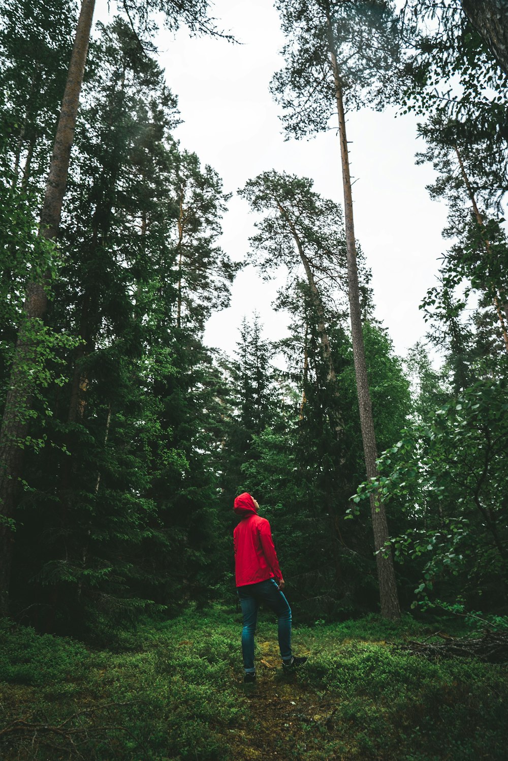 uomo che guarda in alto circondato da alberi