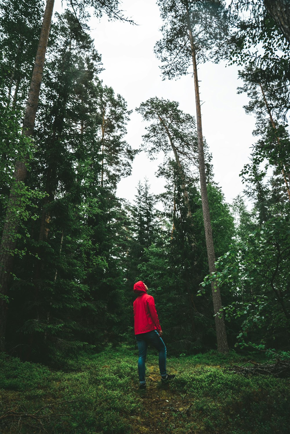 man looking up surrounded by trees