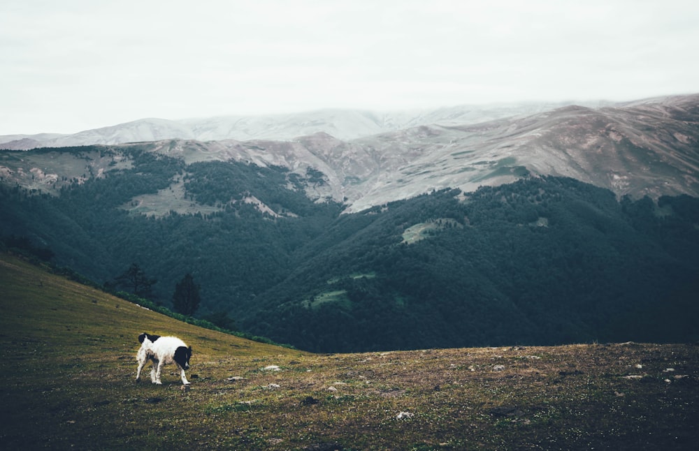 short-coared black and white dog on green field