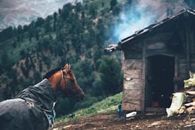 A horse stands next to a small wooden cabin, surrounded by a lush, green mountainous landscape. Smoke rises gently from the roof of the cabin, indicating a source of fire inside. The horse is wearing a covering, possibly a blanket or tarp, and appears calm amidst the rustic environment.