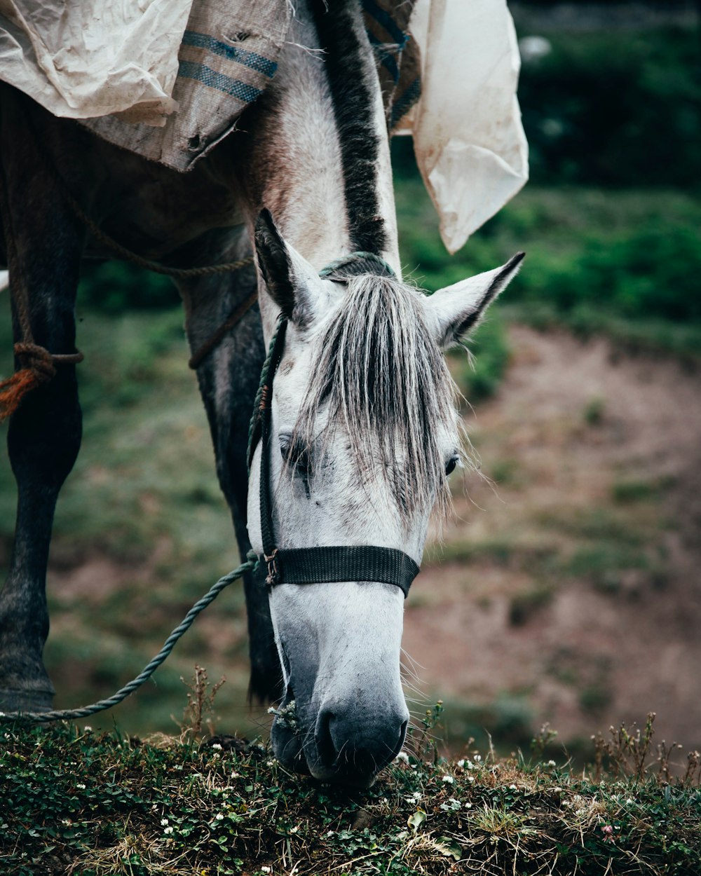 wildlife photography of horse eating grass