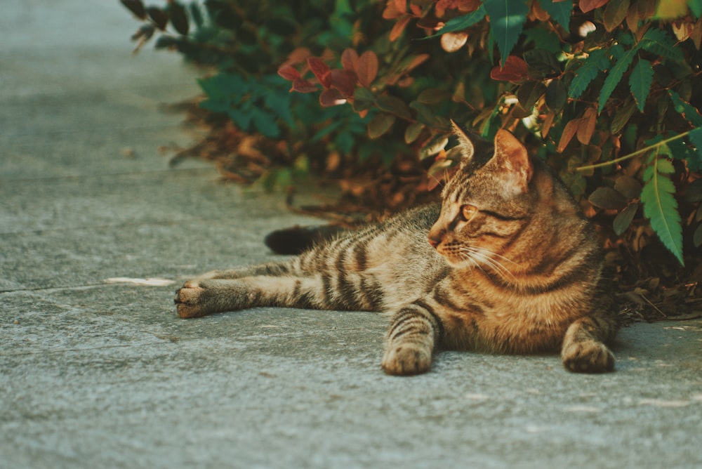 gatto marrone sdraiato sul pavimento di cemento grigio