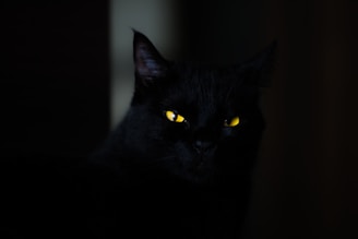 closeup photo of black cat