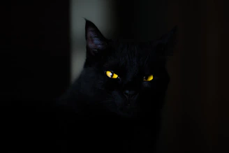 closeup photo of black cat