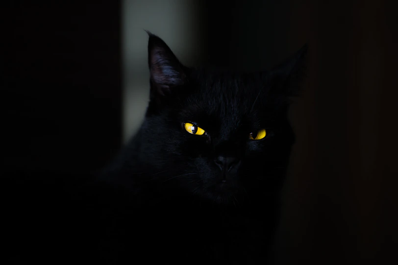 closeup photo of black cat