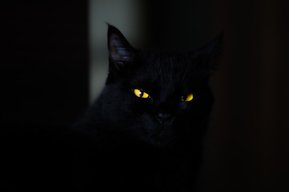 검은 고양이의 근접 촬영 사진
