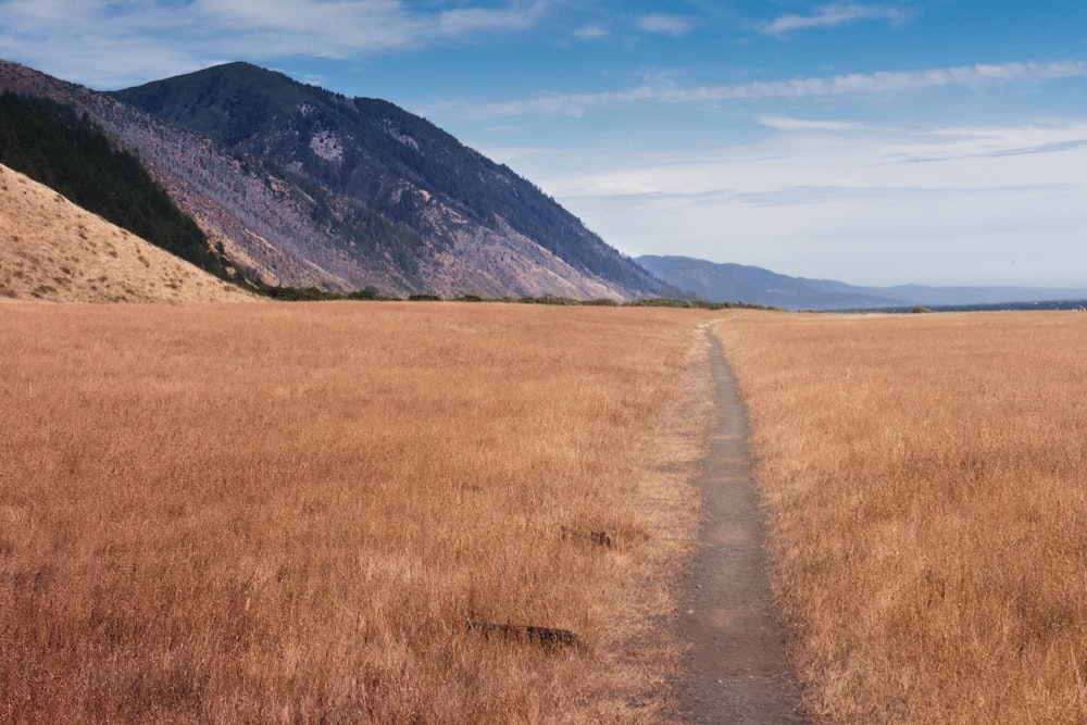 pathway between grass field under blue sky