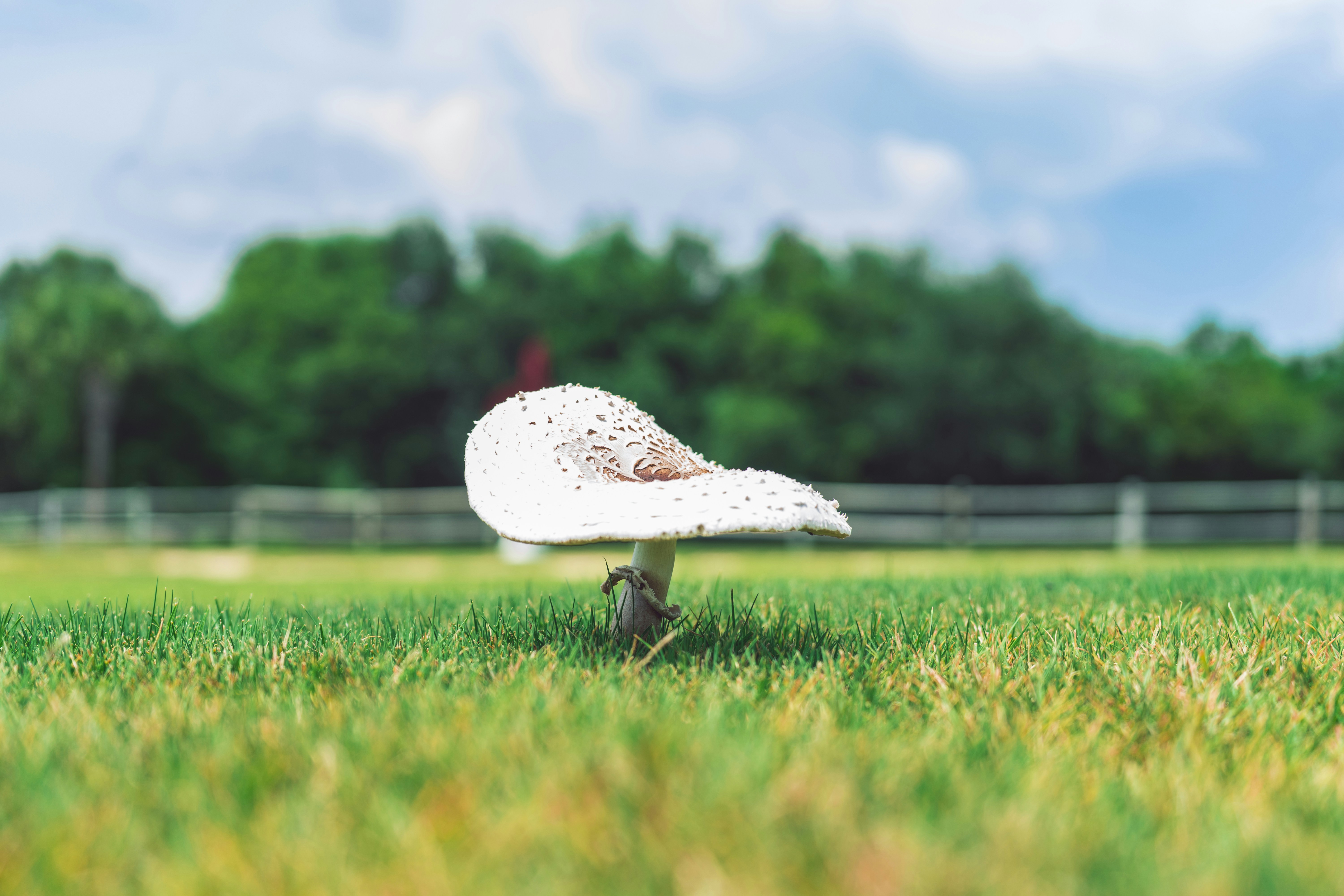 Mushroom in a Field