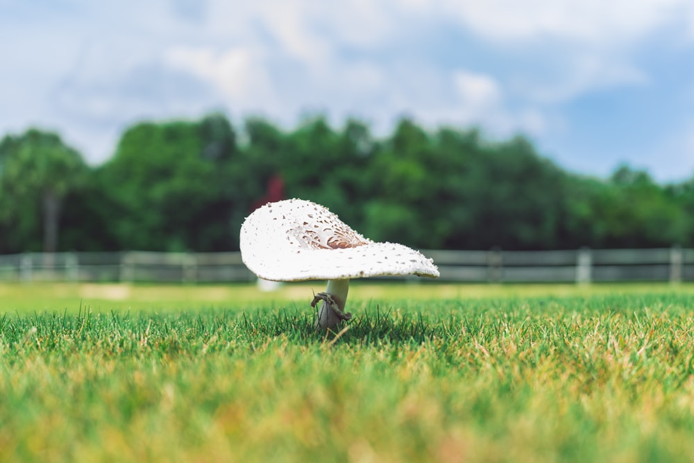 white mushroom on green grass