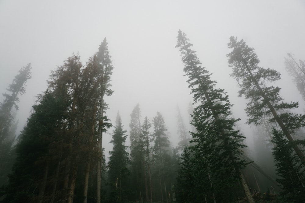 person showing foggy green trees