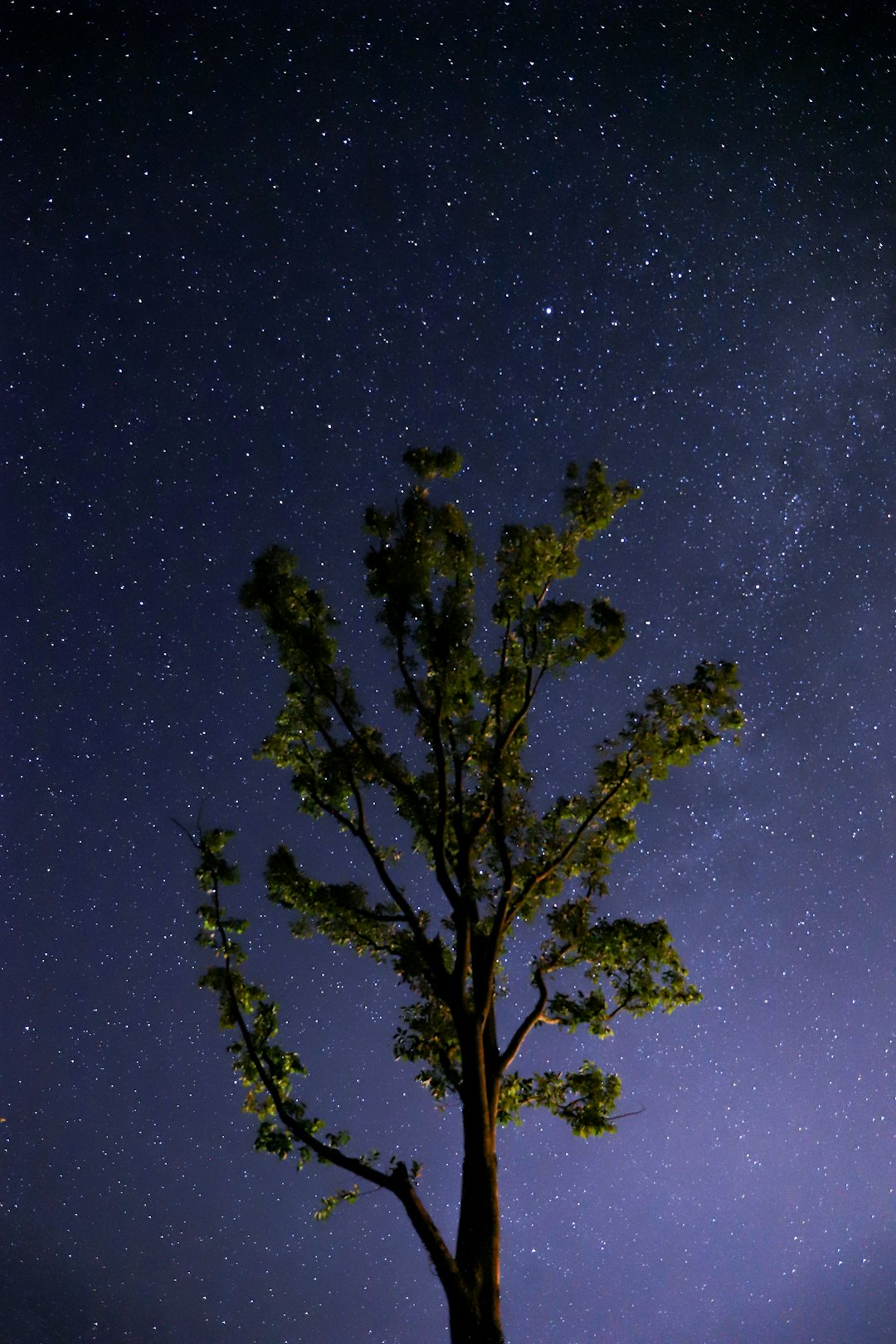 green leafed tree under sky full of star