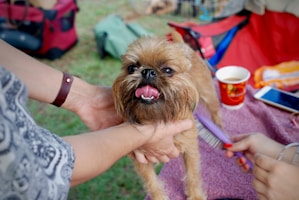 hundefrisoer Salon Hundehår