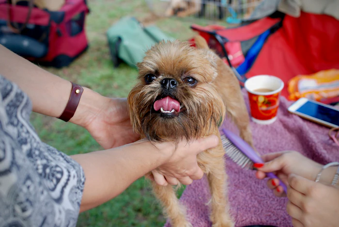 Pet Friendly Cafes