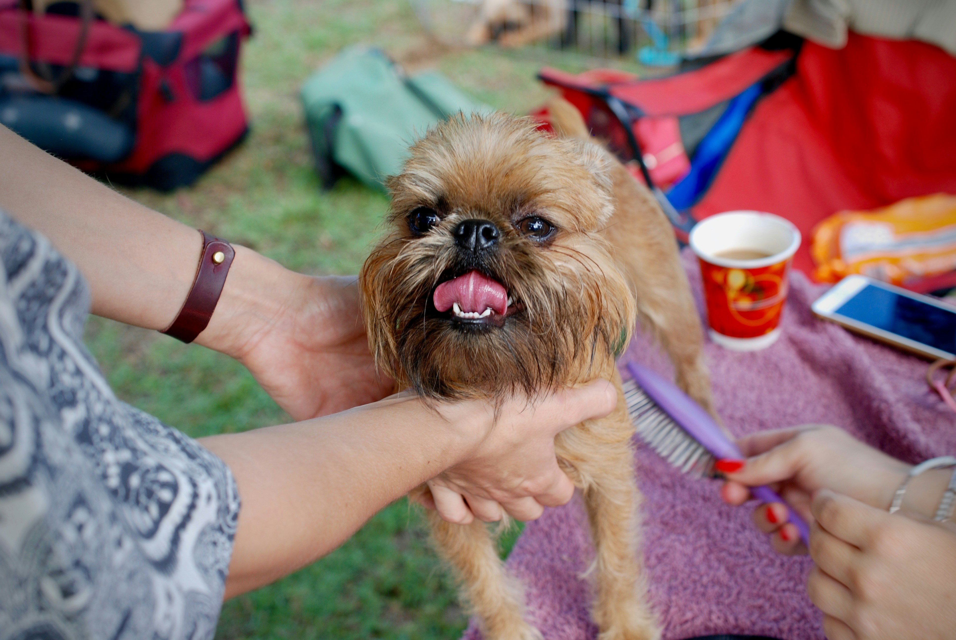 This is Rocky Balboa, my Red Rough Brussels Griffon. We got him age 5 months - he was earmarked to be one of the breederâ€™s show dogs, but a change in circumstances meant we got to have him instead. He was initially very unaccustomed to city life, a little ball of nervous energy, who was scared of the hustle and bustle. \r This is him 18 months on at the Country Griffon Club of New South Wales Show in Australia, about to enter his very first show. It was my first dog show too, but I wanted to give him a chance to shine. We both absolutely loved it - and his confident strut made my heart melt.