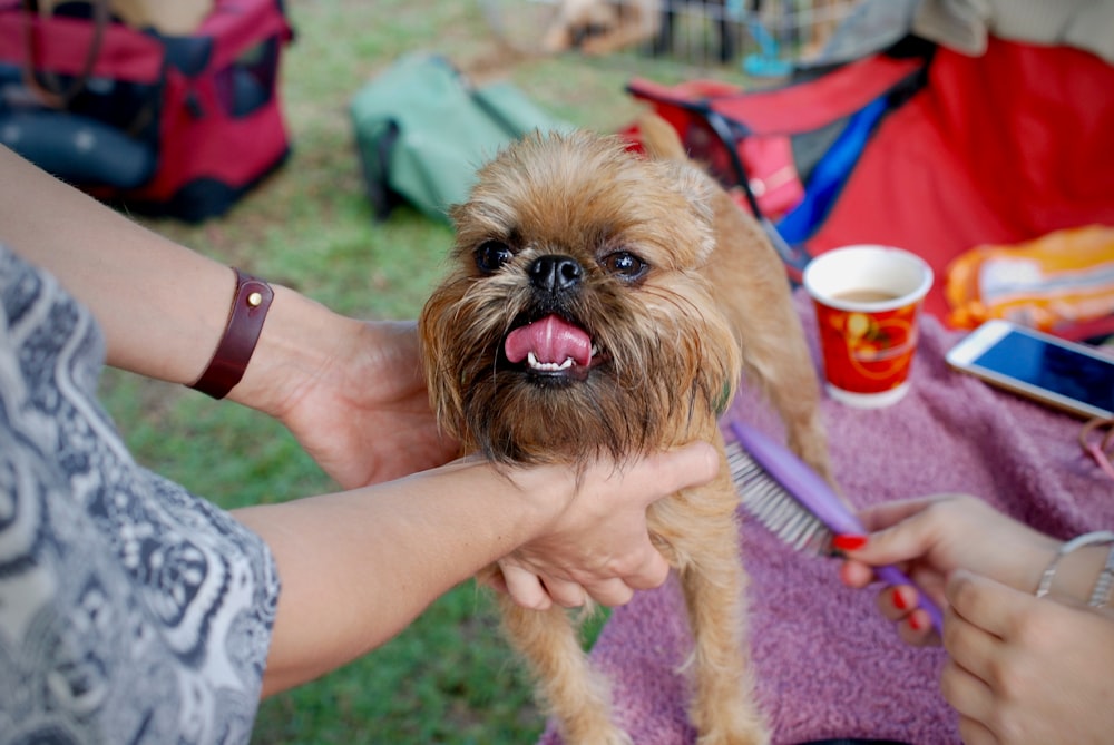 Persona sosteniendo un perro marrón de pelo corto