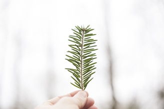 person holding green leaf