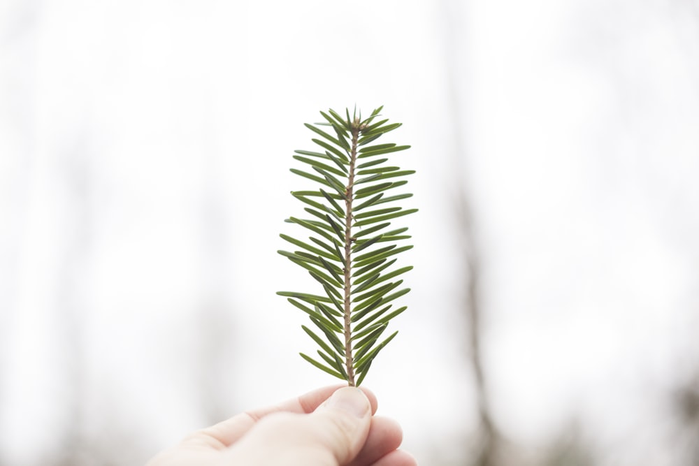 personne tenant une feuille verte