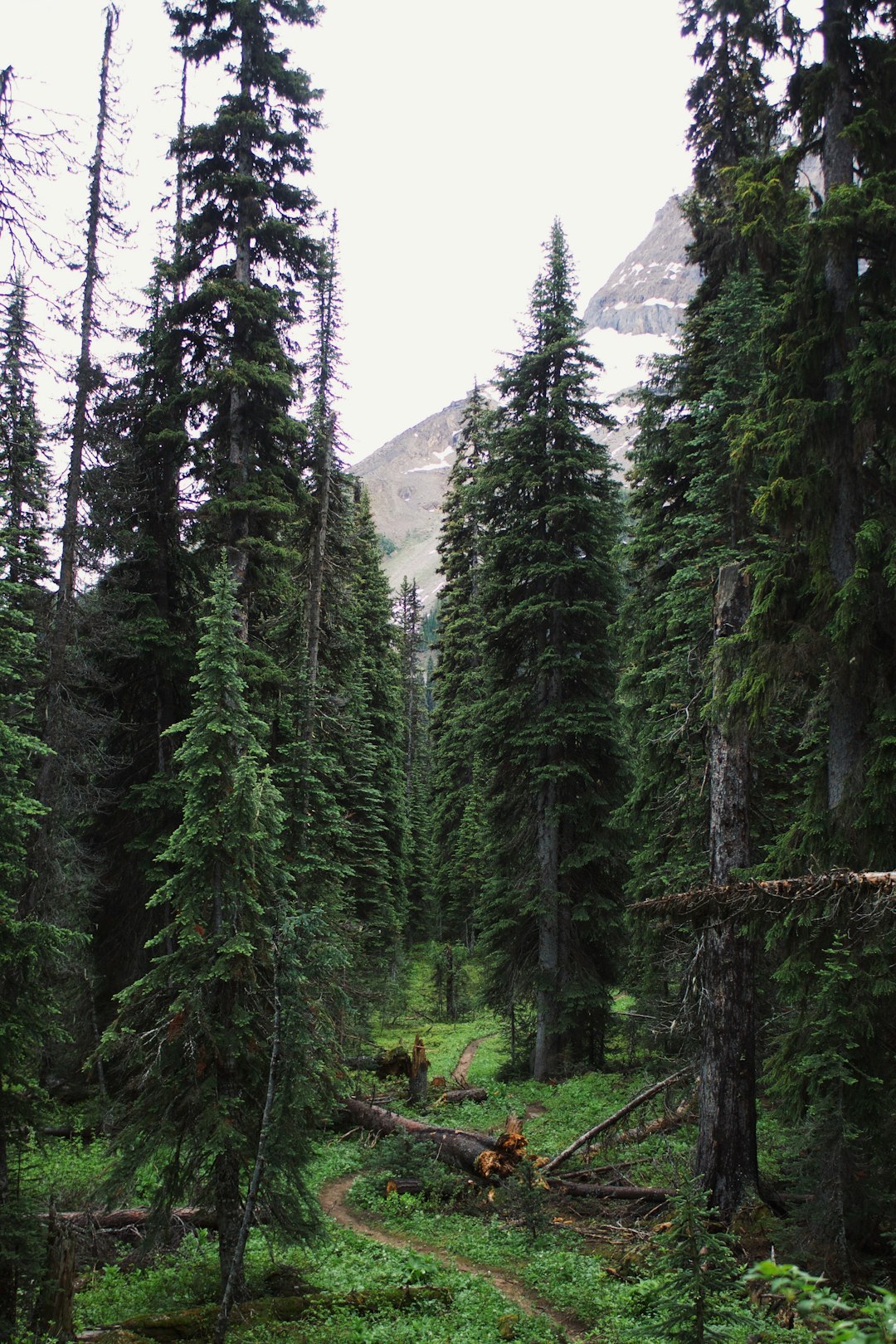 travelers stories about Spruce-fir forest in Yoho National Park, Canada