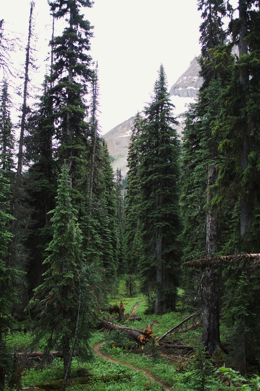 pine tree near mountain alps