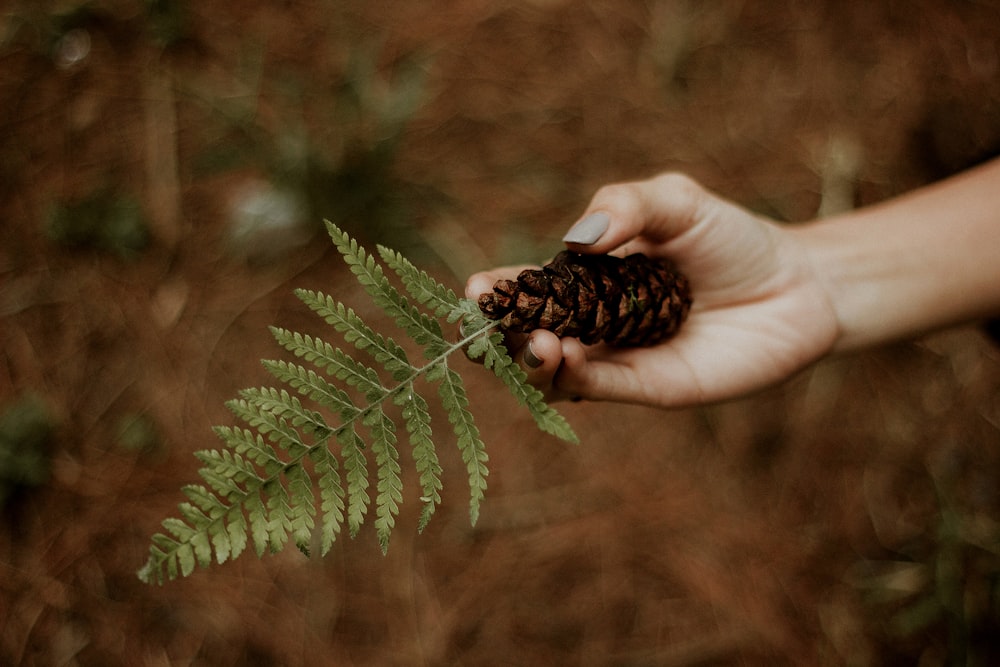 person holding pine cone and fern leaf