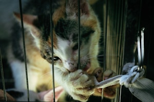 A cat is trying to nibble on a piece of rope through the bars of a cage. The cat has a mix of white, brown, and black fur and is positioned close to the cage bars. The surroundings appear to be dimly lit, emphasizing the cat's focus on the rope.
