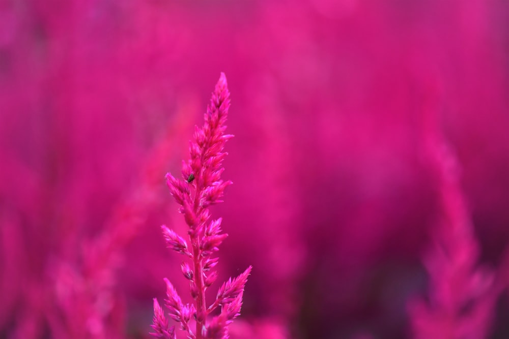 selective focus photography of pink petaled flower