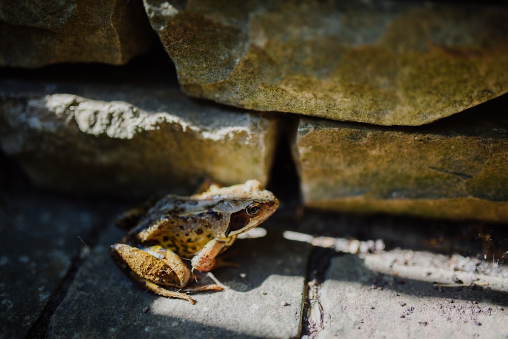 frog on gray surface