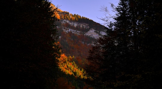 red leaf tree covered mountain at daytime in Cirque de Saint-Même France