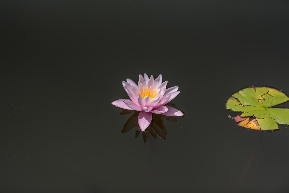 pink lotus flower on body of water