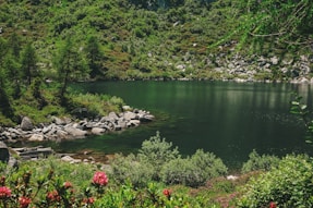 green tree near body of water
