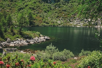 green tree near body of water