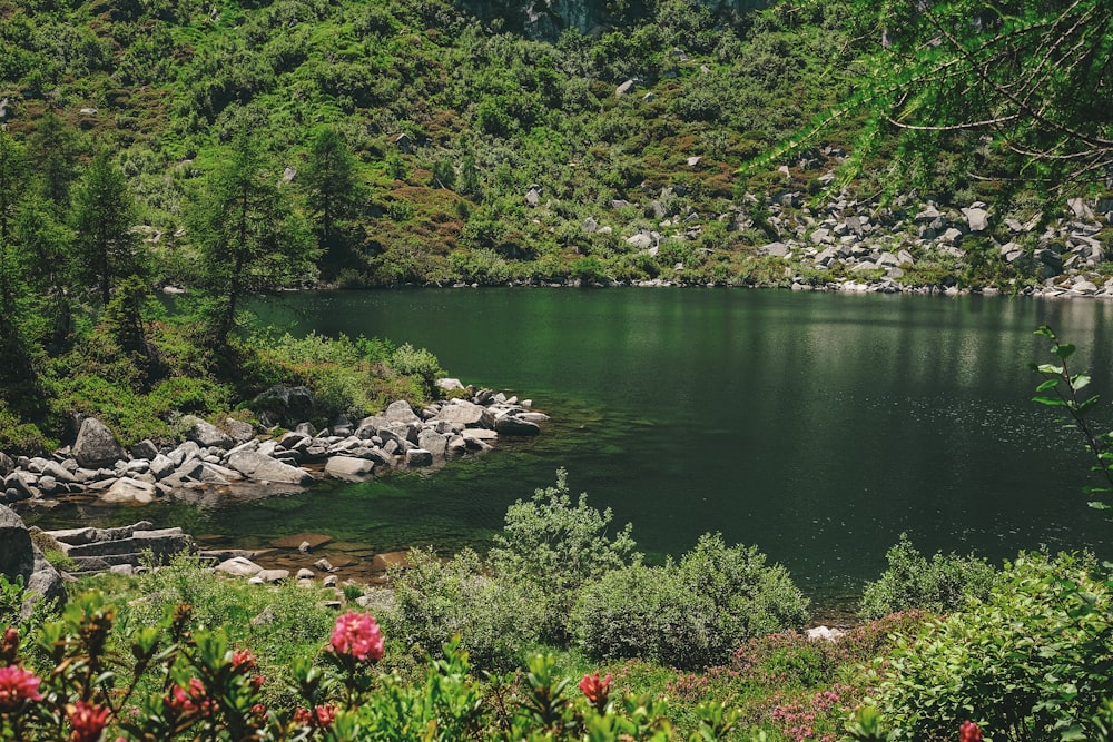 Arbre vert près d’un plan d’eau