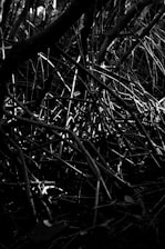 A dense network of intertwined branches and twigs, creating a chaotic and intricate pattern. The image is in black and white, emphasizing the contrast and highlighting the complex structure formed by the branches.