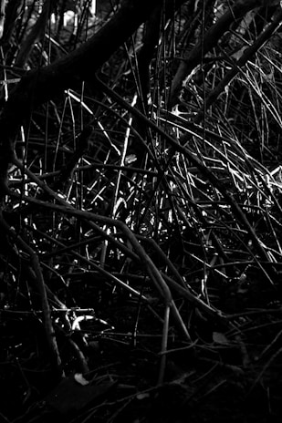 A dense network of intertwined branches and twigs, creating a chaotic and intricate pattern. The image is in black and white, emphasizing the contrast and highlighting the complex structure formed by the branches.