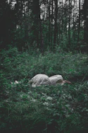 woman lying on green plants