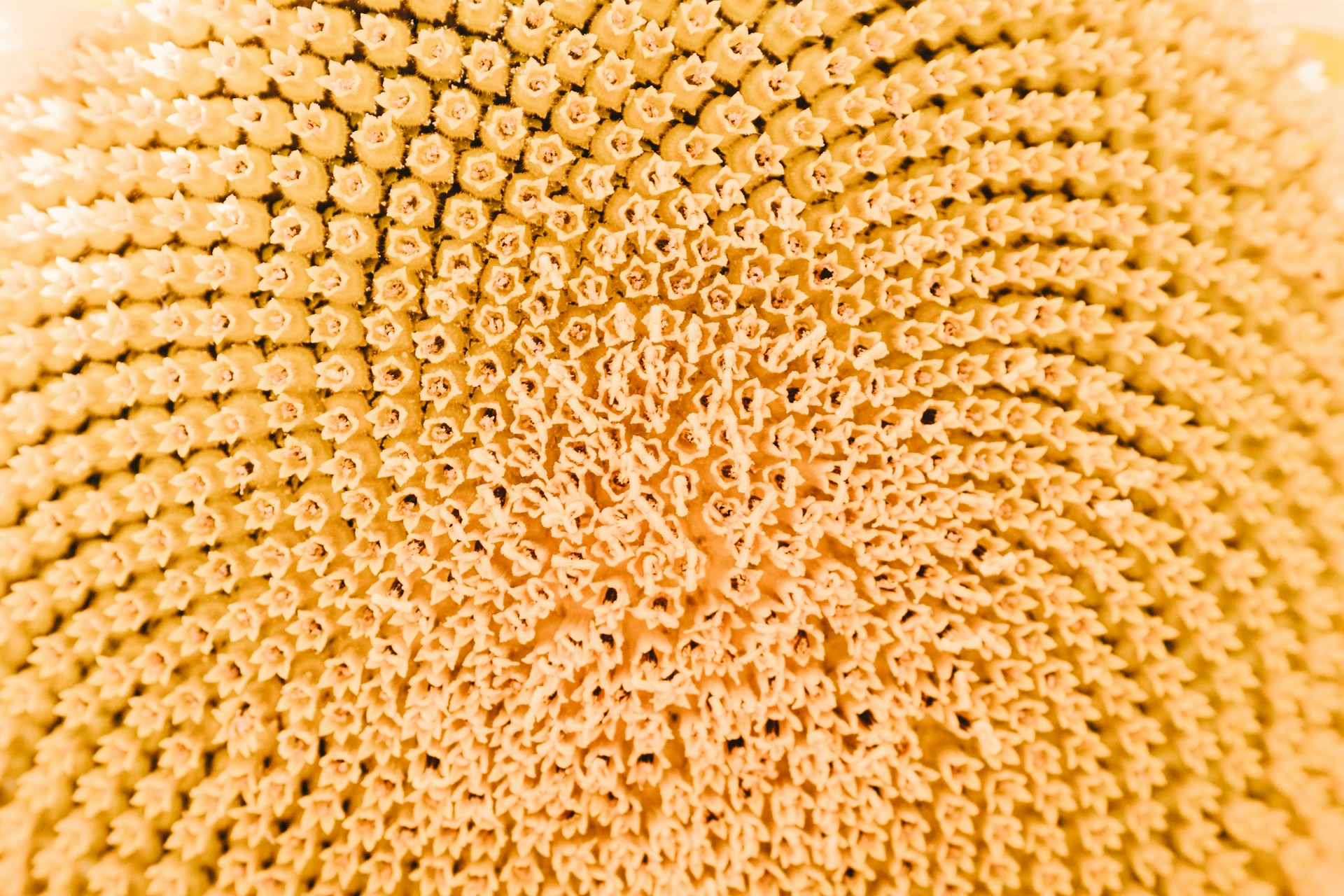 Beautiful Symmetry : Patterns in the Park