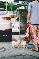 Two small, fluffy puppies are standing on a paved street next to an adult wearing patterned clothing and sandals, holding a bag. Cars and urban elements appear in the background, providing a street scene setting.