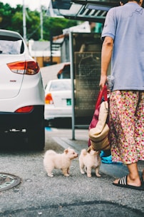 Two small, fluffy puppies are standing on a paved street next to an adult wearing patterned clothing and sandals, holding a bag. Cars and urban elements appear in the background, providing a street scene setting.