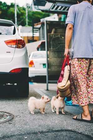 Two small, fluffy puppies are standing on a paved street next to an adult wearing patterned clothing and sandals, holding a bag. Cars and urban elements appear in the background, providing a street scene setting.