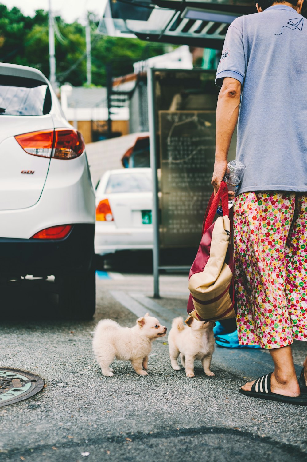 Dos cachorros amarillos de pelo largo frente a la mujer