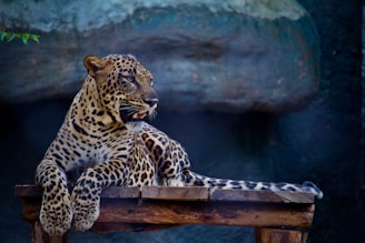 leopard on table top