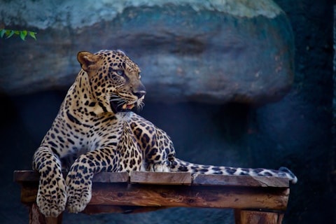 leopard on table top