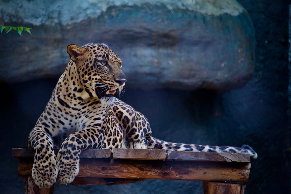 léopard sur le dessus de la table